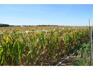 Property photo 10 - 80 +/- Acres Offered in 6 Tracts - Spectacular Farm & Home